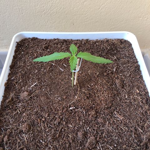 Amnesia Auto growlog timeline photo