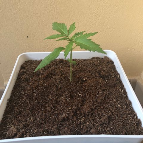 Amnesia Auto growlog timeline photo