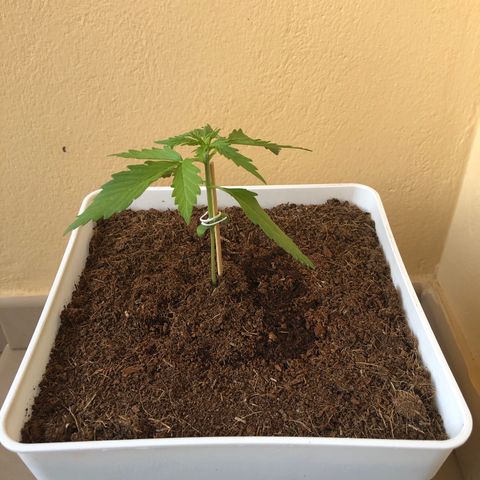 Amnesia Auto growlog timeline photo