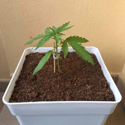 Amnesia Auto growlog timeline photo