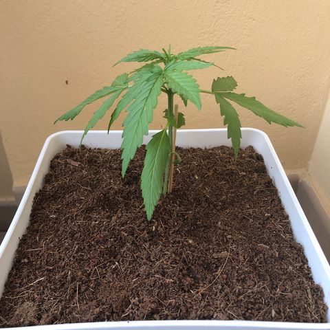 Amnesia Auto growlog timeline photo