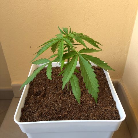 Amnesia Auto growlog timeline photo