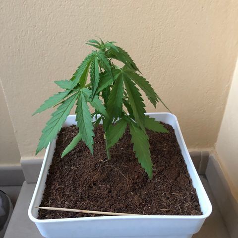 Amnesia Auto growlog timeline photo