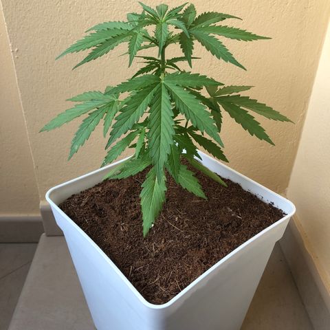 Amnesia Auto growlog timeline photo