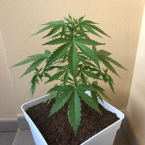 Amnesia Auto growlog timeline photo