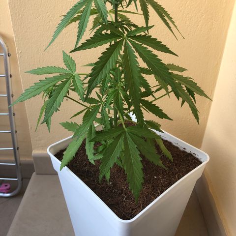 Amnesia Auto growlog timeline photo