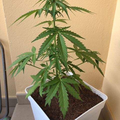 Amnesia Auto growlog timeline photo