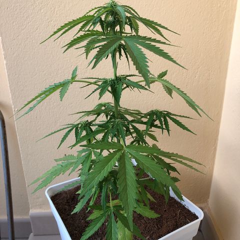 Amnesia Auto growlog timeline photo