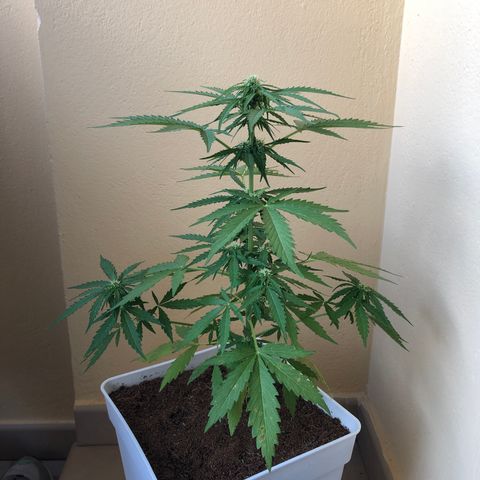 Amnesia Auto growlog timeline photo