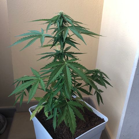 Amnesia Auto growlog timeline photo