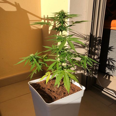 Amnesia Auto growlog timeline photo