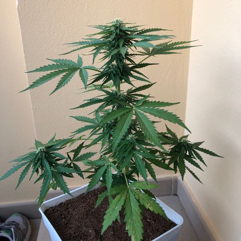 Amnesia Auto growlog timeline photo