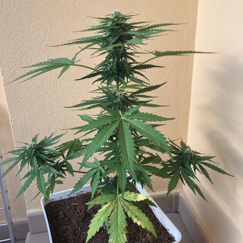 Amnesia Auto growlog timeline photo