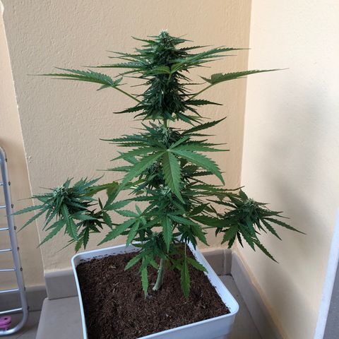 Amnesia Auto growlog timeline photo