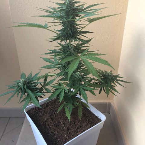 Amnesia Auto growlog timeline photo