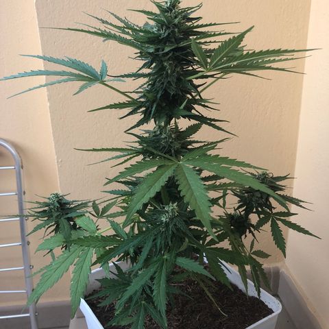 Amnesia Auto growlog timeline photo