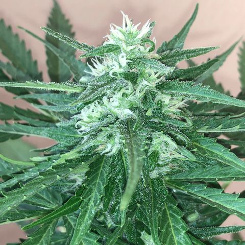 Amnesia Auto growlog timeline photo