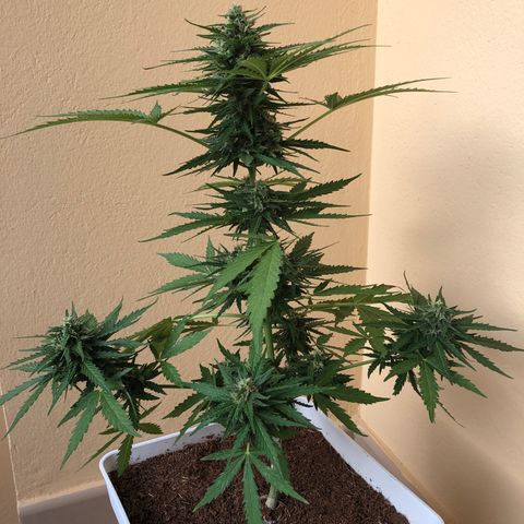 Amnesia Auto growlog timeline photo