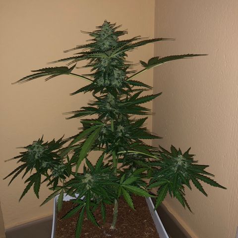 Amnesia Auto growlog timeline photo