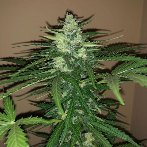 Amnesia Auto growlog timeline photo