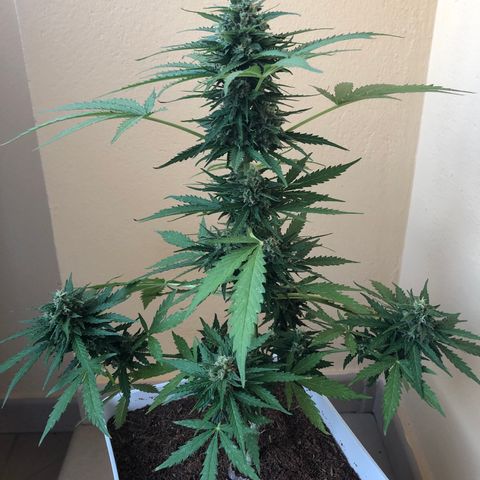 Amnesia Auto growlog timeline photo