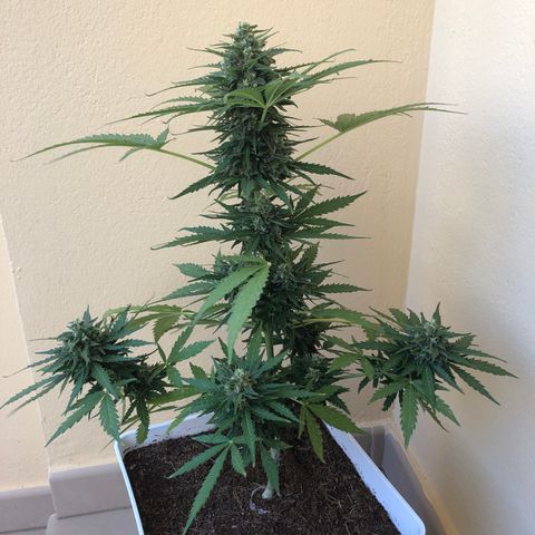 Amnesia Auto growlog timeline photo