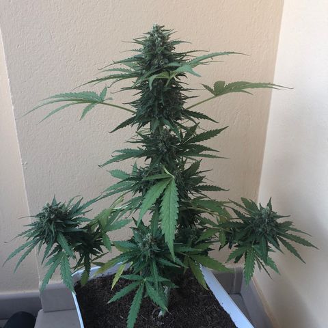 Amnesia Auto growlog timeline photo