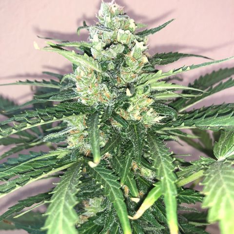 Amnesia Auto growlog timeline photo