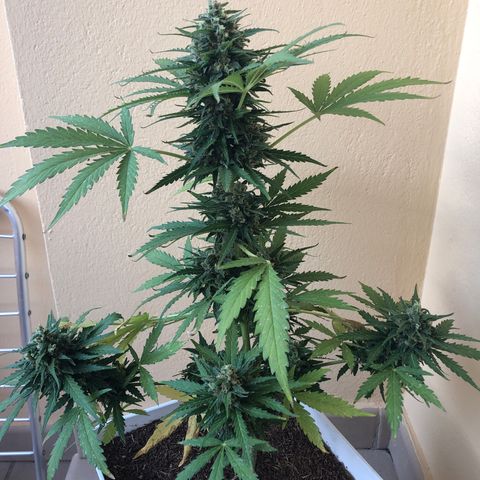 Amnesia Auto growlog timeline photo