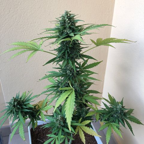 Amnesia Auto growlog timeline photo