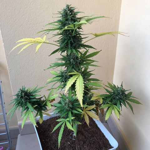 Amnesia Auto growlog timeline photo