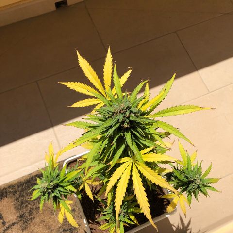 Amnesia Auto growlog timeline photo