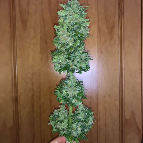 Amnesia Auto growlog timeline photo