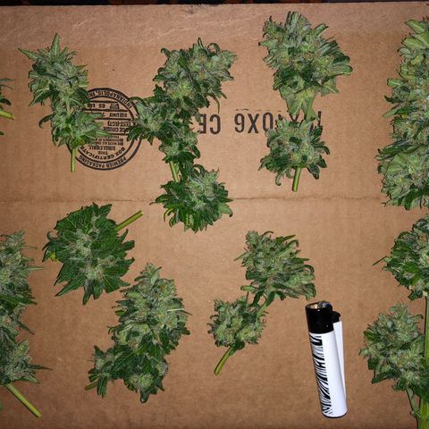 Amnesia Auto growlog timeline photo