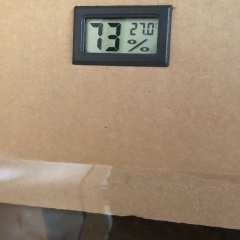 Amnesia Auto growlog timeline photo