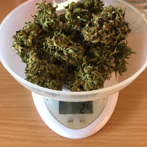 Amnesia Auto growlog timeline photo
