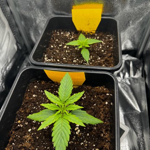 Quick One #1 growlog timeline photo