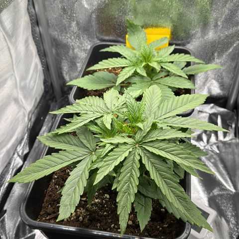 Quick One #1 growlog timeline photo