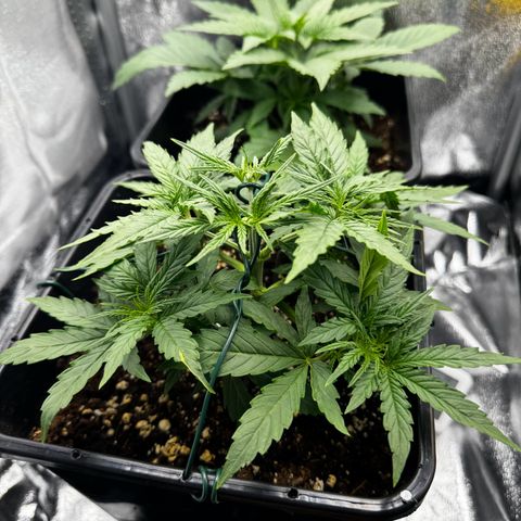 Quick One #1 growlog timeline photo