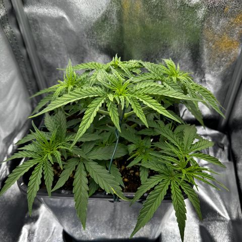 Quick One #1 growlog timeline photo