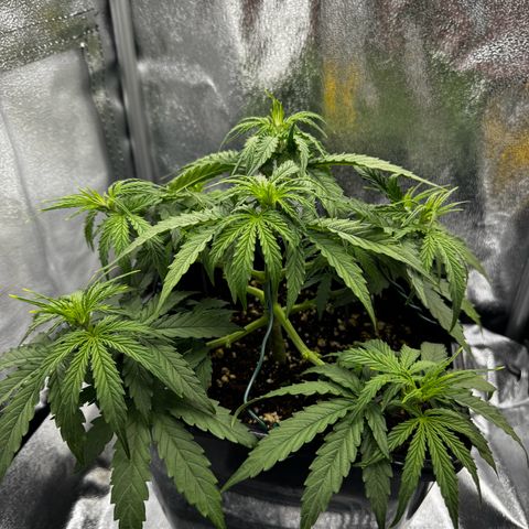 Quick One #1 growlog timeline photo