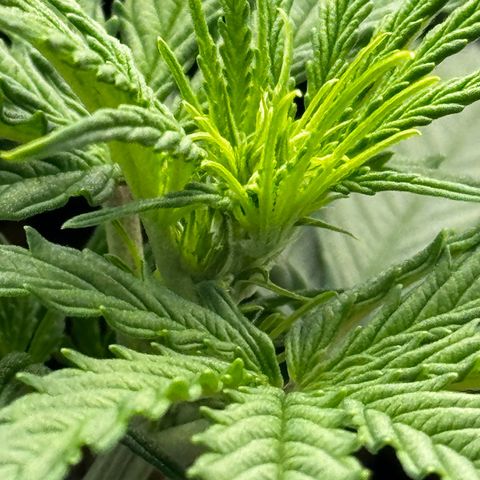 Quick One #1 growlog timeline photo