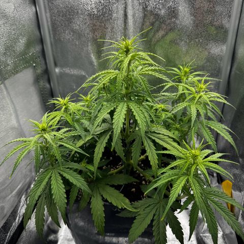 Quick One #1 growlog timeline photo