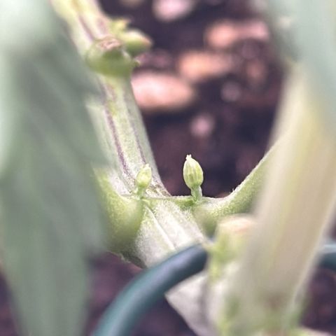 Quick One #1 growlog photo: Zwitter? Weiter beobachten!