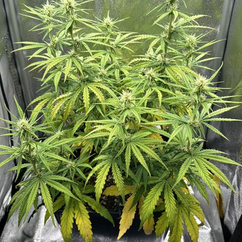 Quick One #1 growlog timeline photo