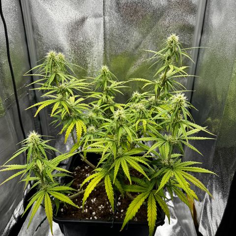 Quick One #1 growlog timeline photo