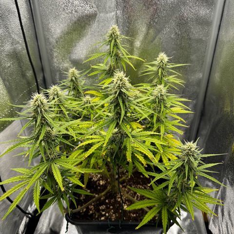 Quick One #1 growlog timeline photo