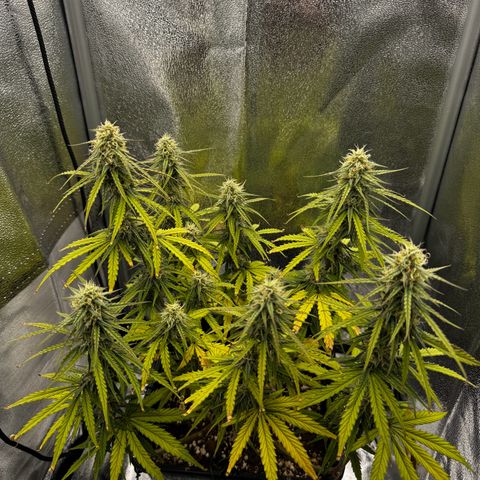 Quick One #1 growlog timeline photo