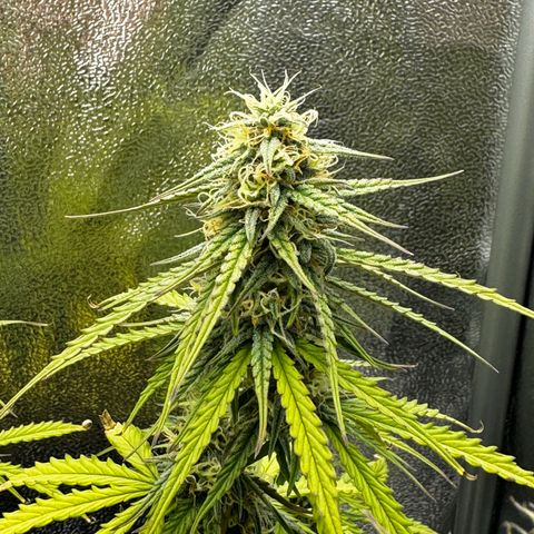 Quick One #1 growlog timeline photo