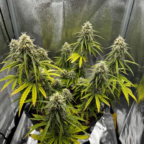 Quick One #1 growlog timeline photo